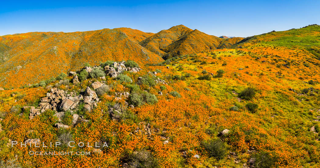 Aerial Photo of California Poppies in Bloom, Elsinore. USA, natural history stock photograph, photo id 38167