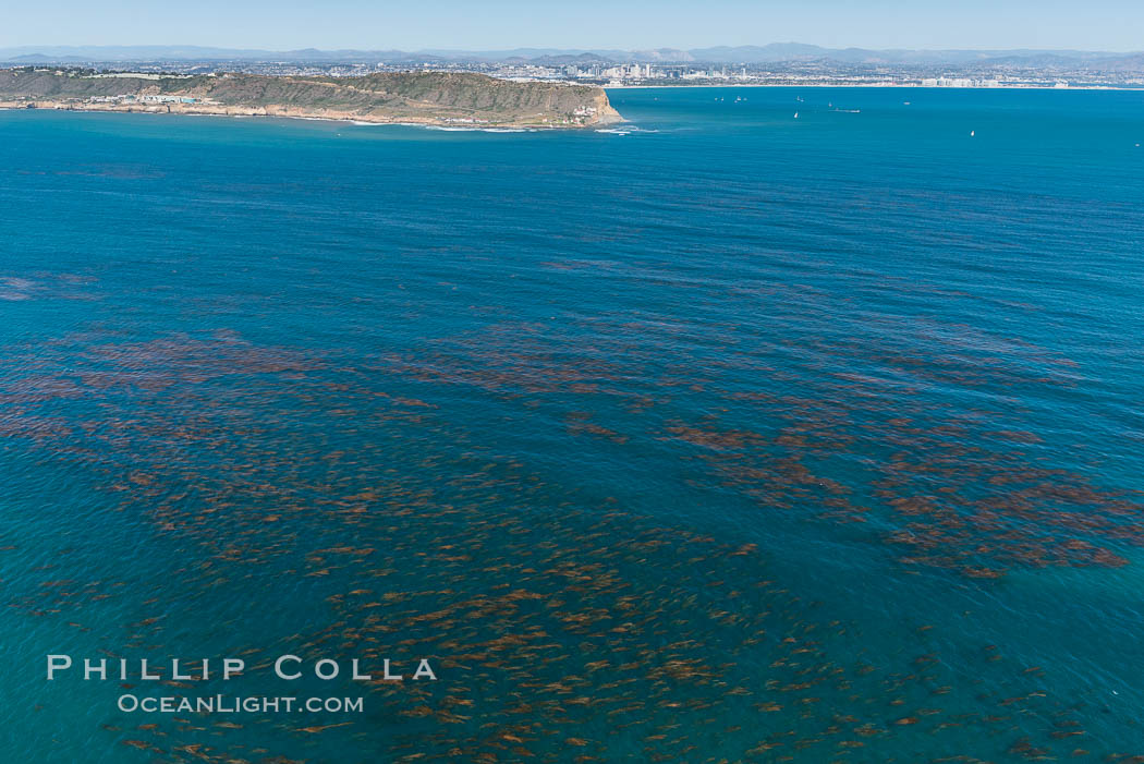 Aerial Photo of Kelp Forests at Cabrillo State Marine Reserve, Point Loma, San Diego. California, USA, natural history stock photograph, photo id 30643