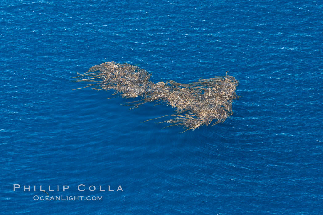 Drift kelp, a kelp paddy, floating patch of kelp on the open ocean which attracts marine life and forms of moving oasis of life, an open ocean habitat, aerial photo. California, USA, Macrocystis pyrifera, natural history stock photograph, photo id 29083
