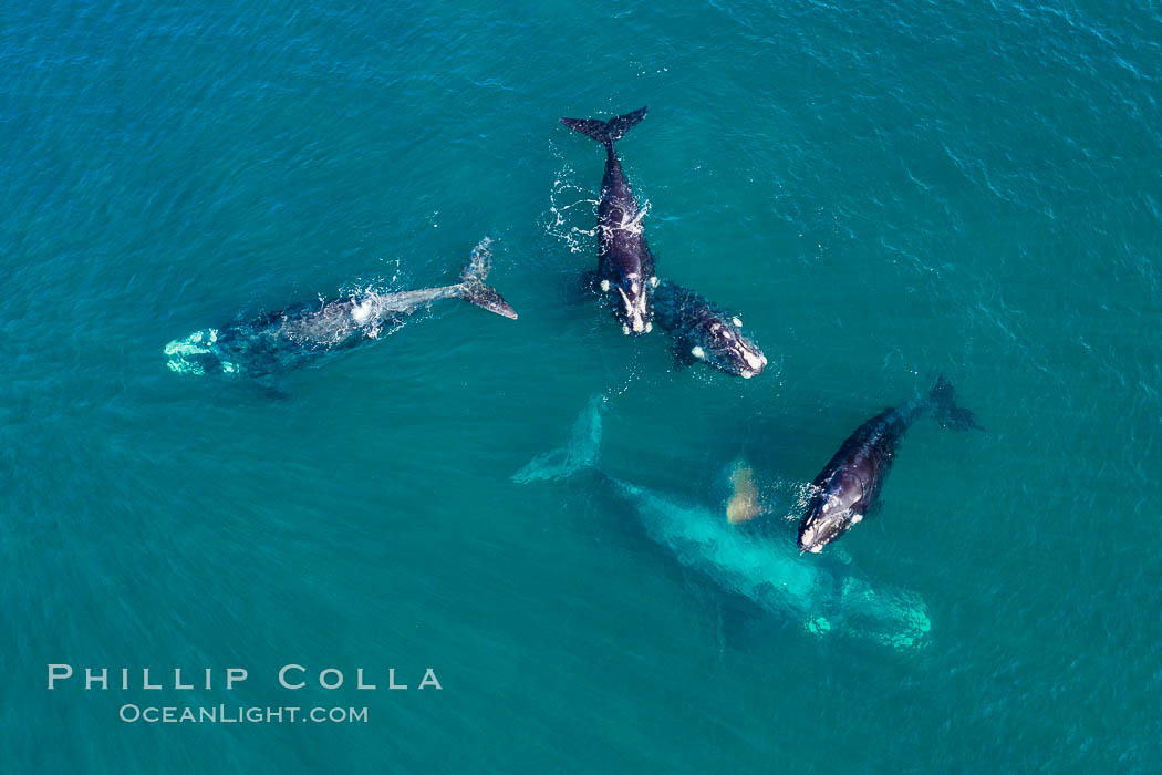 Five southern right whales in courtship group, aerial photo, Eubalaena australis, Argentina. Puerto Piramides, Chubut, Eubalaena australis, natural history stock photograph, photo id 35969