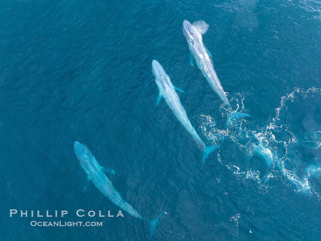 Aerial photo of three blue whales socializing near San Diego. California, USA, Balaenoptera musculus, natural history stock photograph, photo id 39430