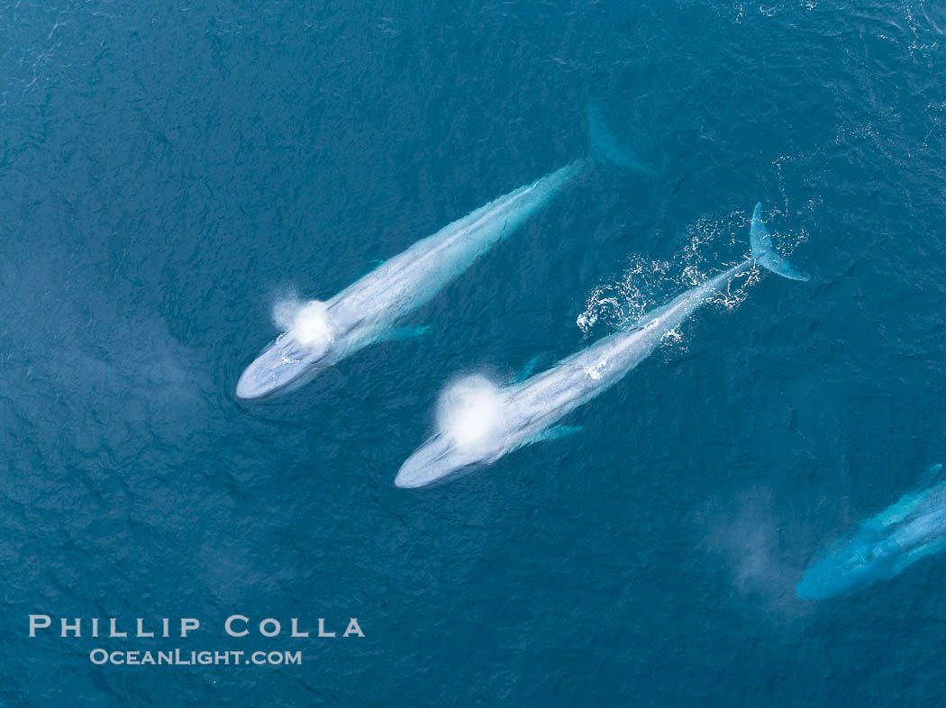 Aerial photo of two blue whales exhaling near San Diego. This enormous blue whale glides at the surface of the ocean, resting and breathing before it dives to feed on subsurface krill. California, USA, Balaenoptera musculus, natural history stock photograph, photo id 39431