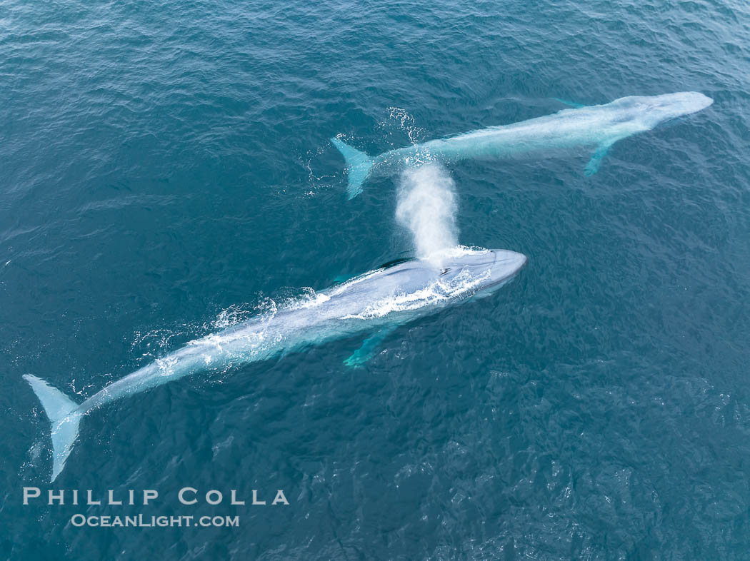 Aerial photo of two blue whales near San Diego. These enormous blue whales glide at the surface of the ocean, resting and breathing before diving to feed on subsurface krill. California, USA, Balaenoptera musculus, natural history stock photograph, photo id 39420