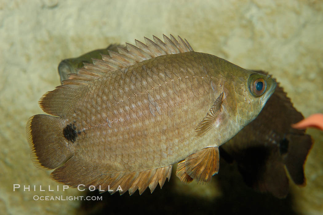 African climbing perch, a freshwater fish native to the Congo river basin., Ctenopoma acutirostre, natural history stock photograph, photo id 09343