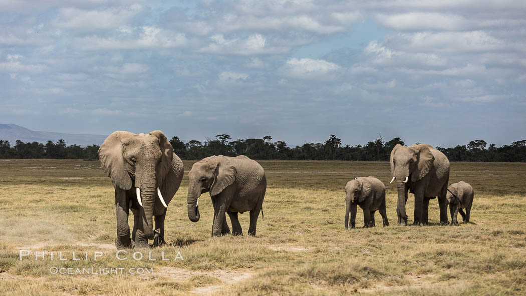 African elephant, Amboseli National Park, Kenya., Loxodonta africana, natural history stock photograph, photo id 29498