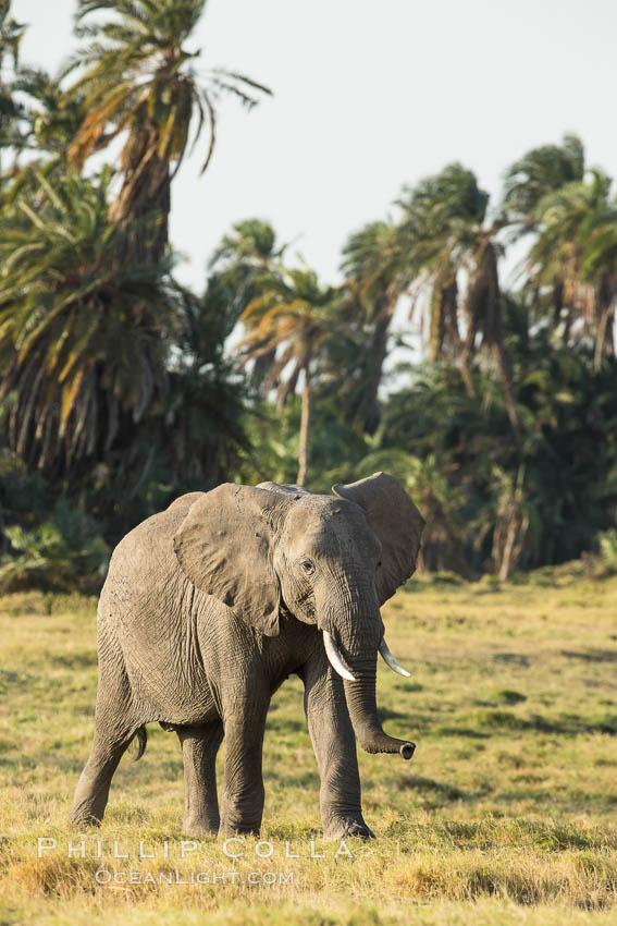 African elephant, Amboseli National Park, Kenya., Loxodonta africana, natural history stock photograph, photo id 29590
