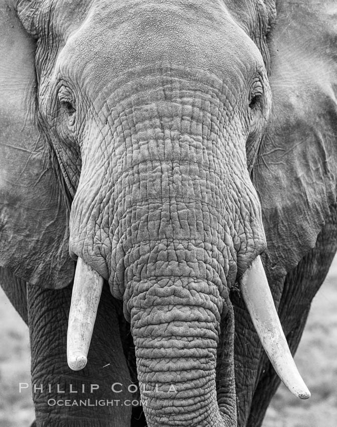 African elephant, Amboseli National Park, Kenya., Loxodonta africana, natural history stock photograph, photo id 29488
