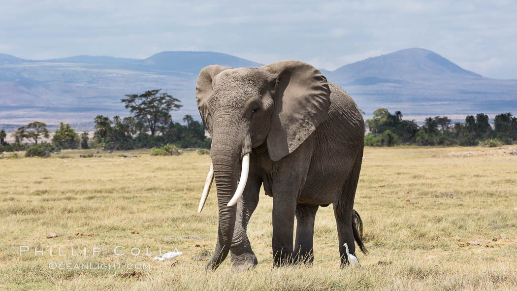 African elephant, Amboseli National Park, Kenya., Loxodonta africana, natural history stock photograph, photo id 29504