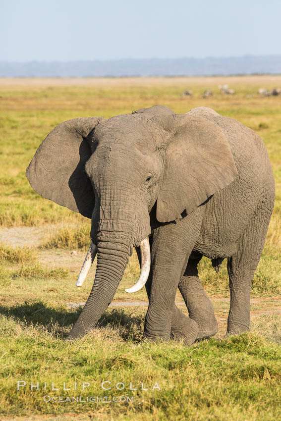 African elephant, Amboseli National Park, Kenya., Loxodonta africana, natural history stock photograph, photo id 29520
