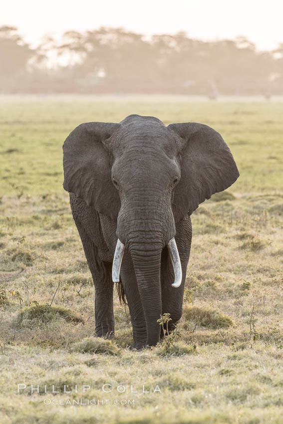 African elephant, Amboseli National Park, Kenya., Loxodonta africana, natural history stock photograph, photo id 29528