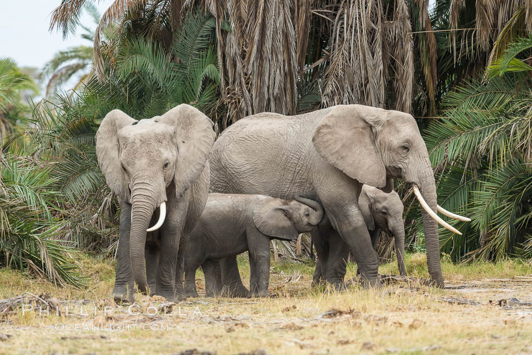 African elephant, Amboseli National Park, Kenya., Loxodonta africana, natural history stock photograph, photo id 29544