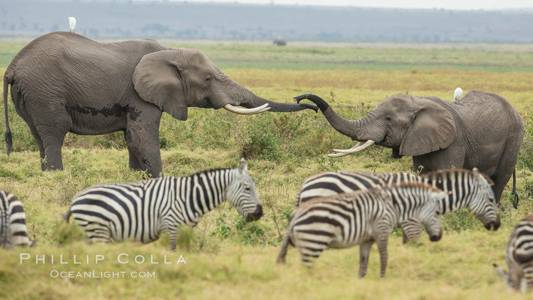 African elephant, Amboseli National Park, Kenya., Loxodonta africana, natural history stock photograph, photo id 29548