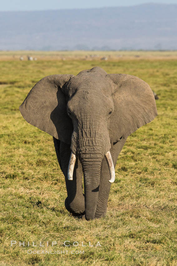 African elephant, Amboseli National Park, Kenya., Loxodonta africana, natural history stock photograph, photo id 29519