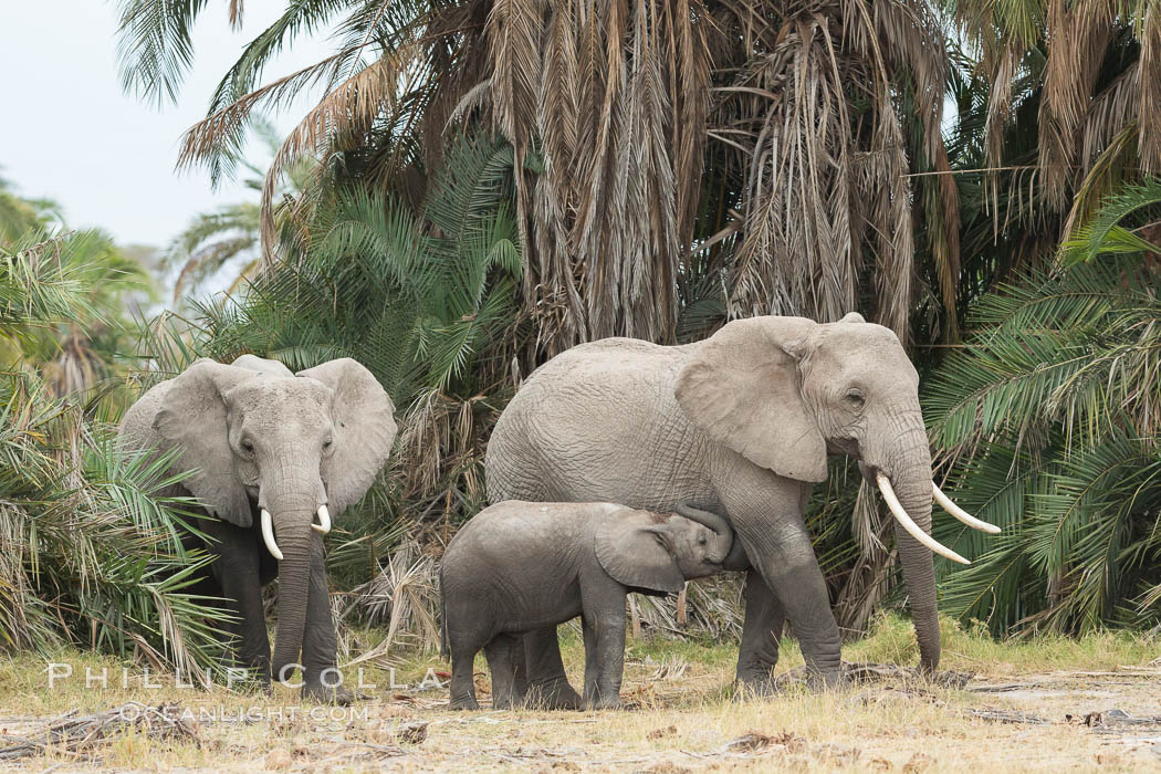 African elephant, Amboseli National Park, Kenya., Loxodonta africana, natural history stock photograph, photo id 29543