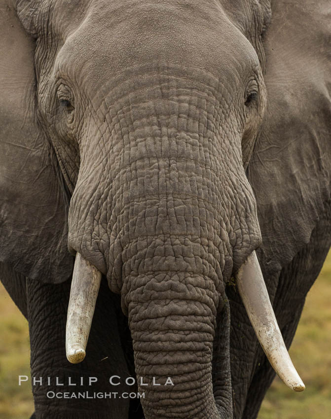 African elephant, Amboseli National Park, Kenya., Loxodonta africana, natural history stock photograph, photo id 29489