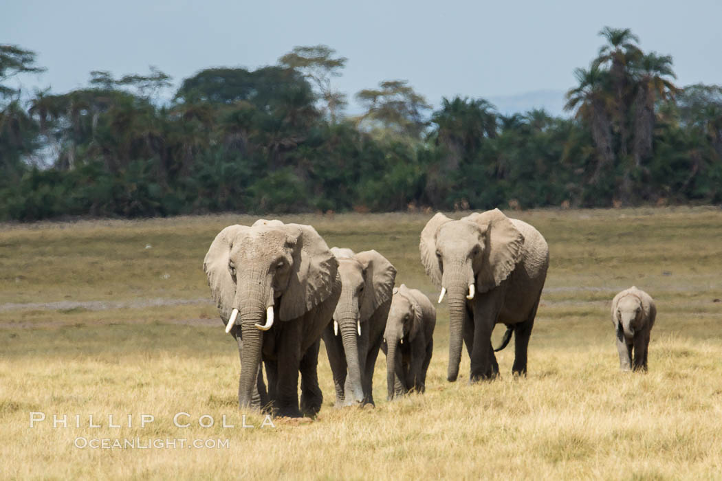 African elephant, Amboseli National Park, Kenya., Loxodonta africana, natural history stock photograph, photo id 29497