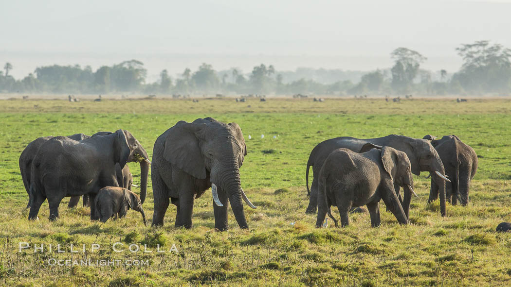 African elephant, Amboseli National Park, Kenya., Loxodonta africana, natural history stock photograph, photo id 29521