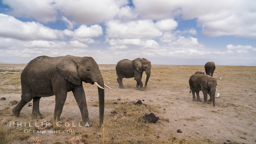 African elephant, Amboseli National Park, Kenya., Loxodonta africana, natural history stock photograph, photo id 29577