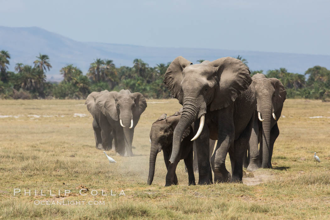 African elephant herd, Amboseli National Park, Kenya., Loxodonta africana, natural history stock photograph, photo id 29506