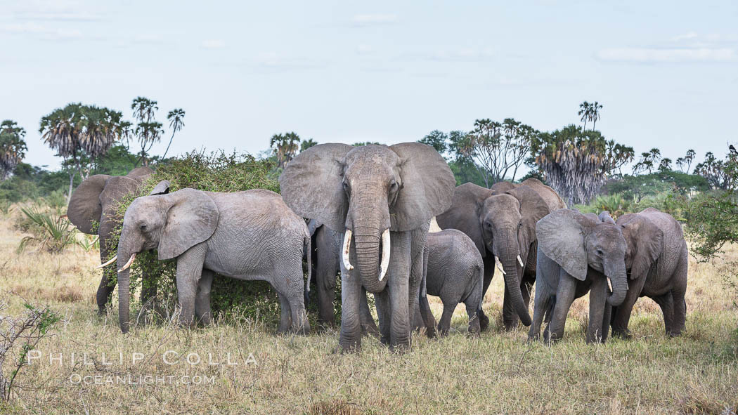 African elephant herd, Meru National Park, Kenya., Loxodonta africana, natural history stock photograph, photo id 29752