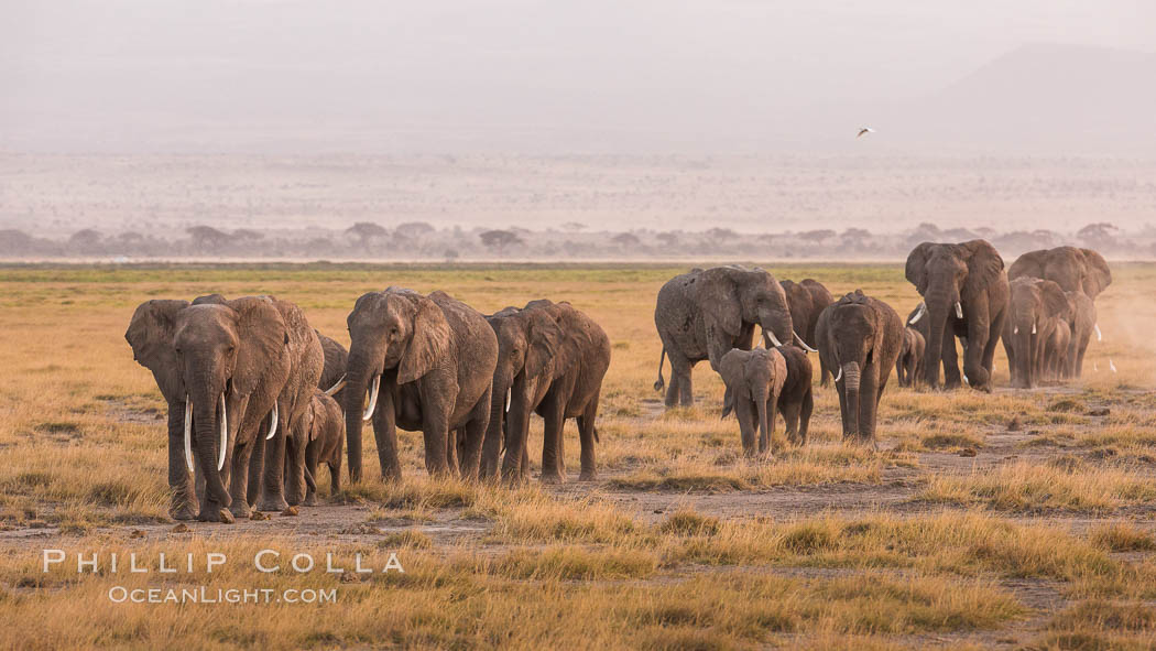 African elephant herd, Amboseli National Park, Kenya., Loxodonta africana, natural history stock photograph, photo id 29532