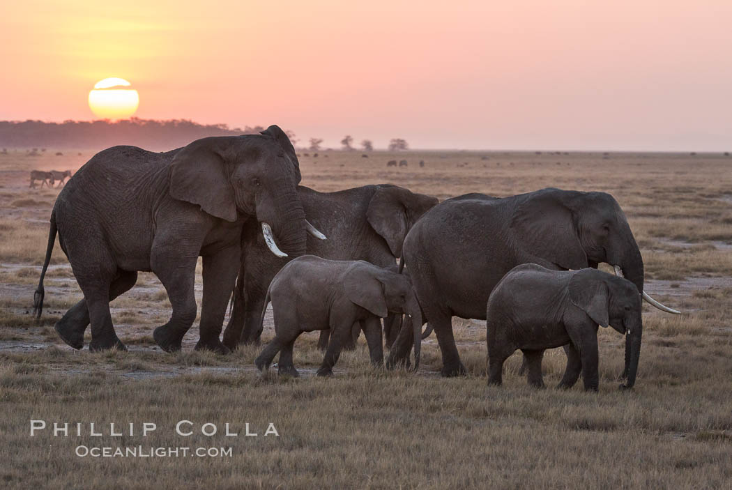 African elephant herd, Amboseli National Park, Kenya., Loxodonta africana, natural history stock photograph, photo id 29536