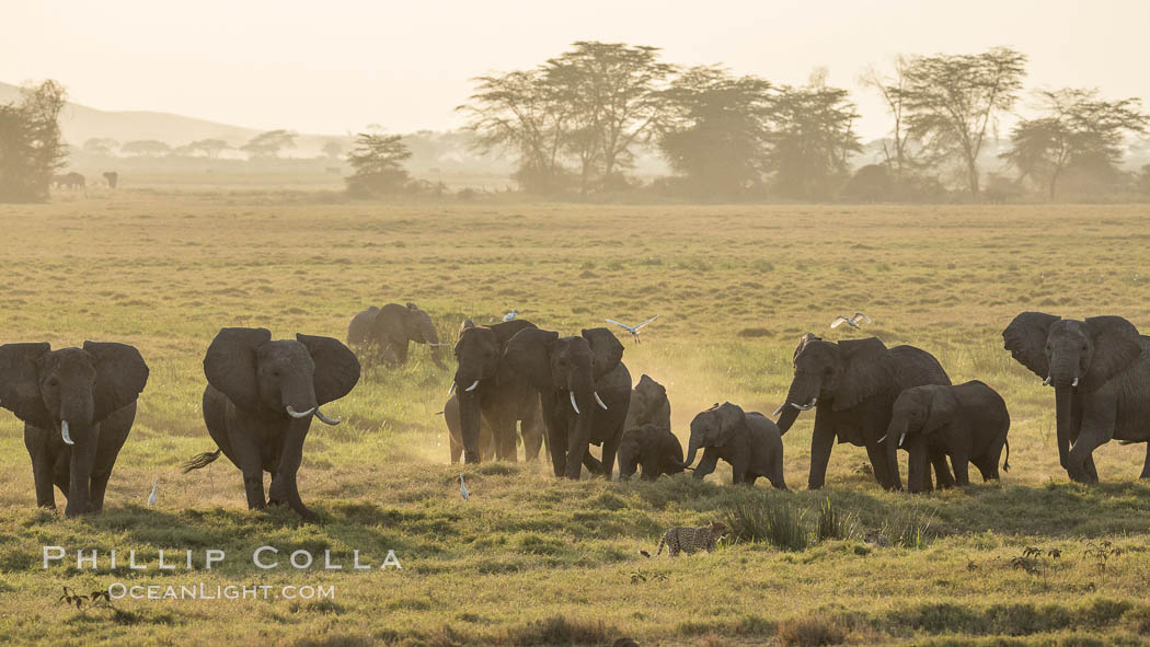 African elephant herd, Amboseli National Park, Kenya., Loxodonta africana, natural history stock photograph, photo id 29556