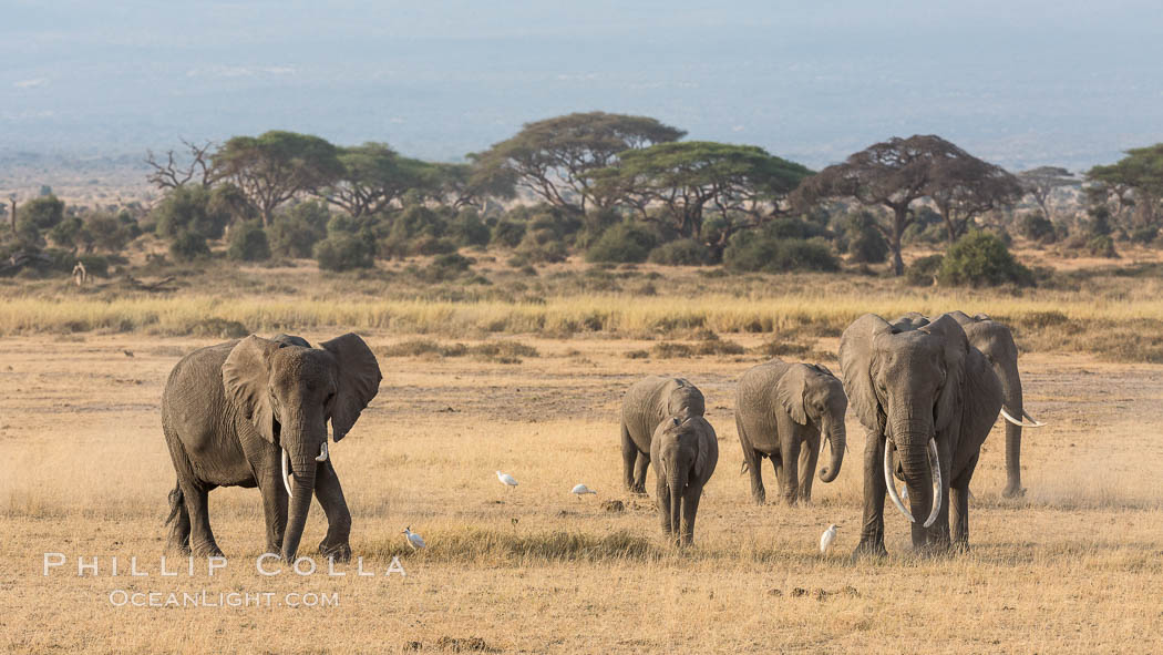 African elephant herd, Amboseli National Park, Kenya., Loxodonta africana, natural history stock photograph, photo id 29604