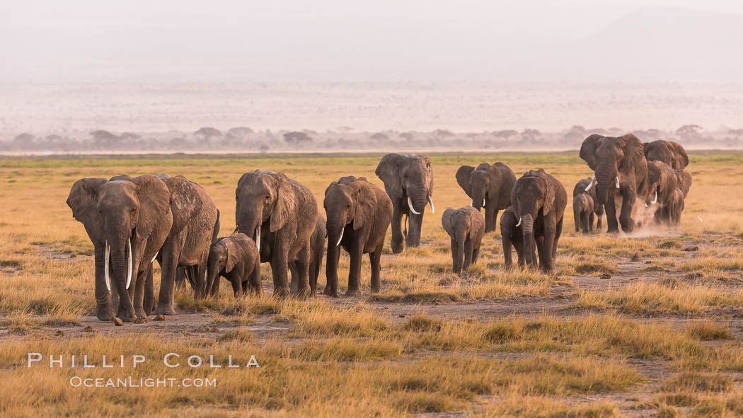 African elephant herd, Amboseli National Park, Kenya., Loxodonta africana, natural history stock photograph, photo id 29531