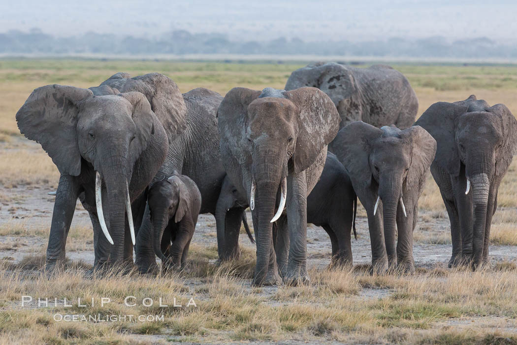 African elephant herd, Amboseli National Park, Kenya., Loxodonta africana, natural history stock photograph, photo id 29535