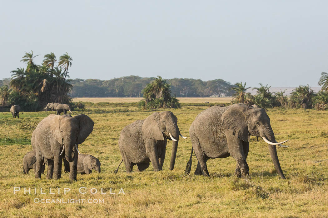 African elephant herd, Amboseli National Park, Kenya., Loxodonta africana, natural history stock photograph, photo id 29555