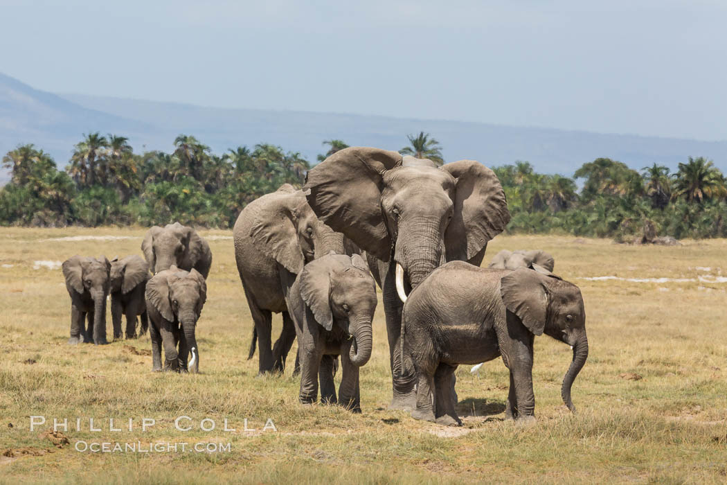 African elephant herd, Amboseli National Park, Kenya., Loxodonta africana, natural history stock photograph, photo id 29505