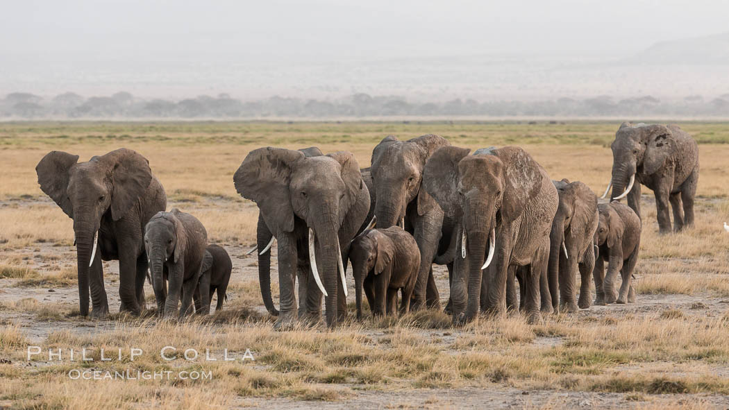 African elephant herd, Amboseli National Park, Kenya., Loxodonta africana, natural history stock photograph, photo id 29533