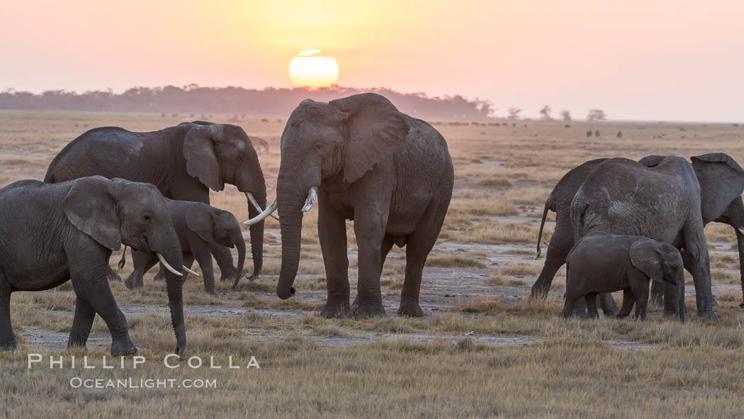 African elephant herd, Amboseli National Park, Kenya., Loxodonta africana, natural history stock photograph, photo id 29537