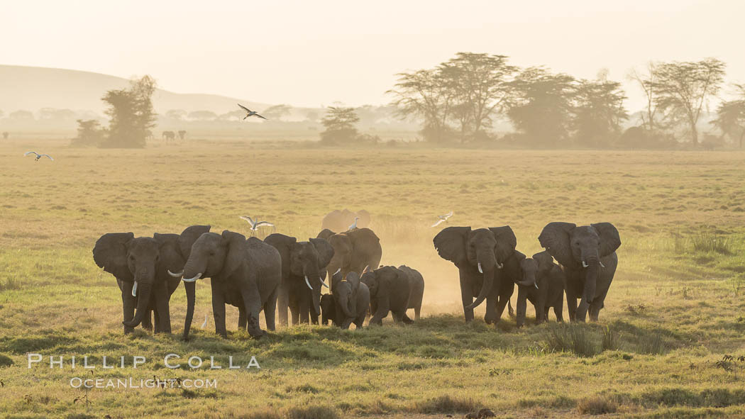 African elephant herd, Amboseli National Park, Kenya., Loxodonta africana, natural history stock photograph, photo id 29557