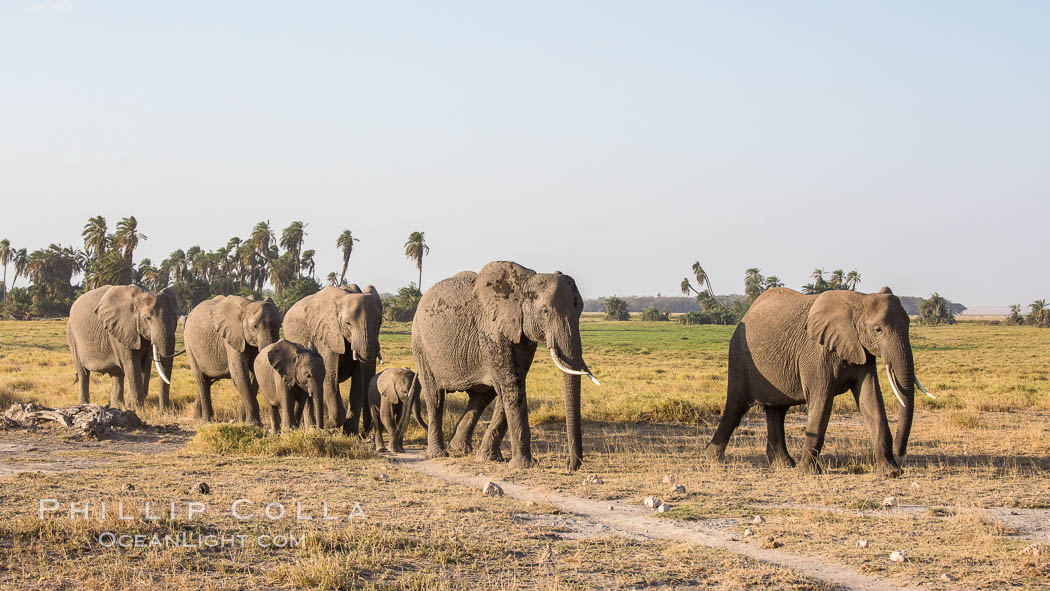 African elephant herd, Amboseli National Park, Kenya., Loxodonta africana, natural history stock photograph, photo id 29589