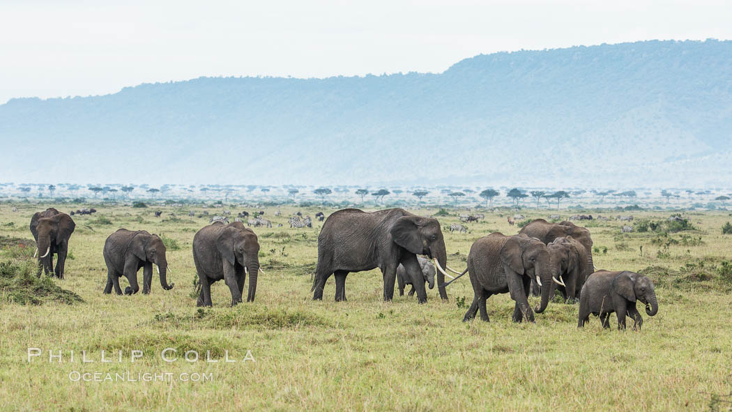 African elephant herd, Maasai Mara National Reserve, Kenya., Loxodonta africana, natural history stock photograph, photo id 29829