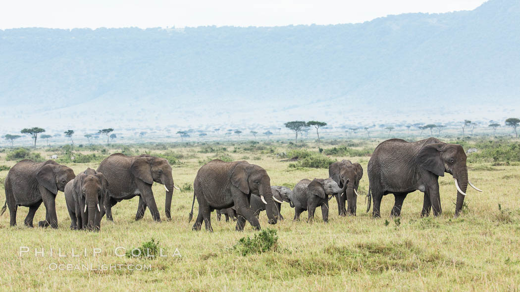 African elephant herd, Maasai Mara National Reserve, Kenya., Loxodonta africana, natural history stock photograph, photo id 29833