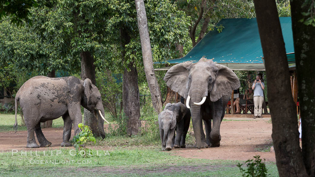 African elephant, Maasai Mara National Reserve, Kenya., Loxodonta africana, natural history stock photograph, photo id 29775