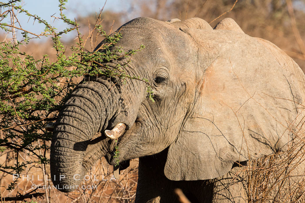 African elephant eating acacia, Meru National Park, Kenya., Loxodonta africana, natural history stock photograph, photo id 29652