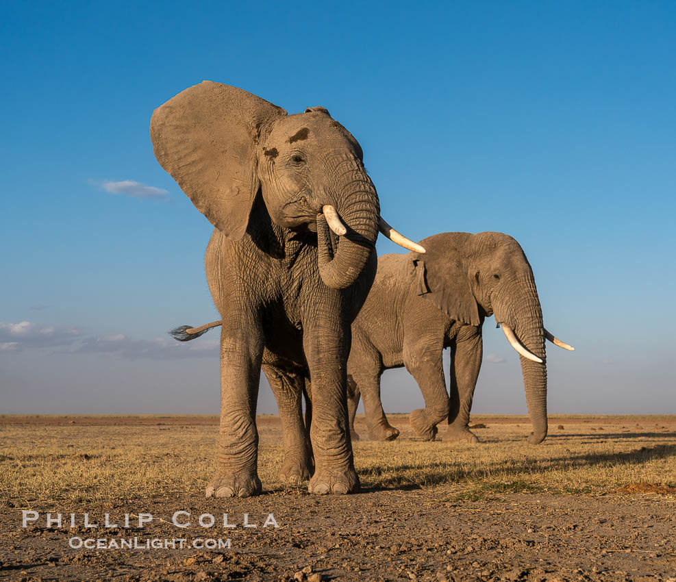 African elephants, Amboseli National Park. Kenya, Loxodonta africana, natural history stock photograph, photo id 39591