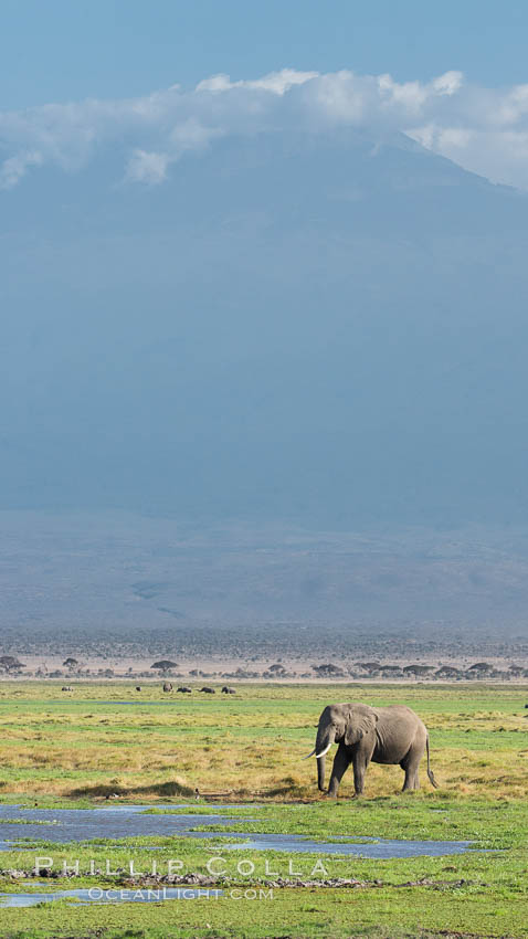 African elephants below Mount Kilimanjaro, Amboseli National Park, Kenya., Loxodonta africana, natural history stock photograph, photo id 29516