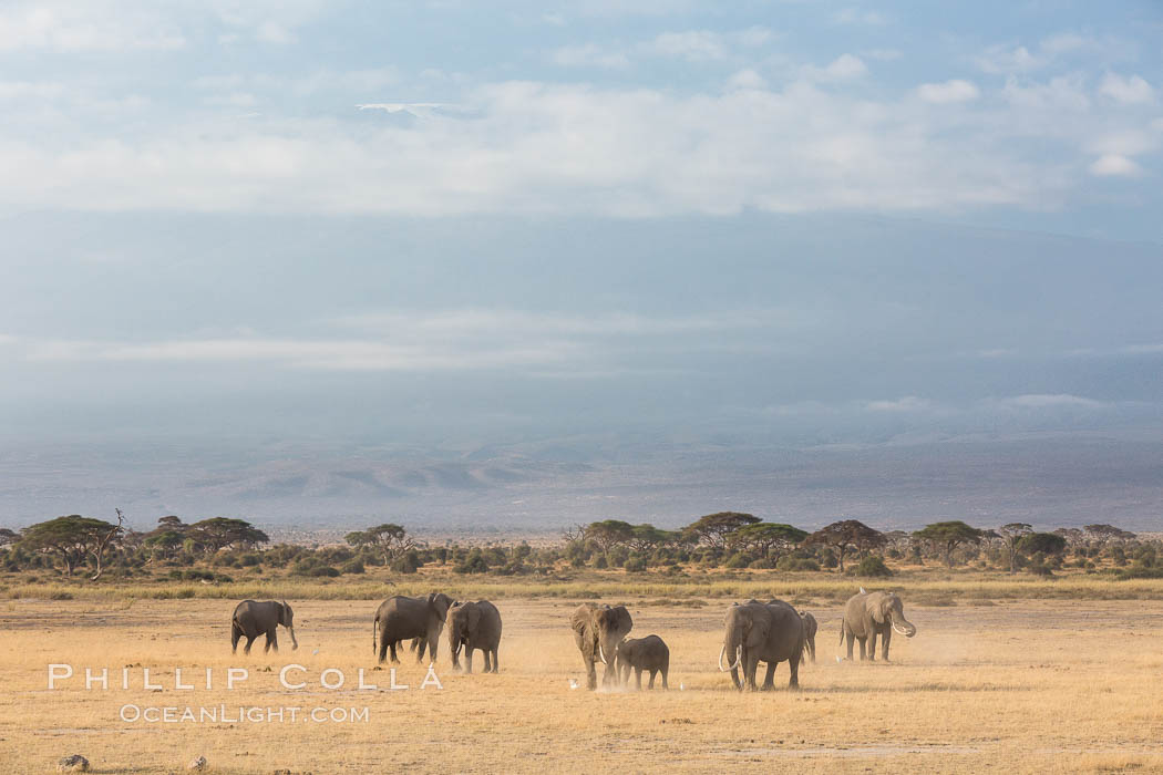 African elephants below Mount Kilimanjaro, Amboseli National Park, Kenya., Loxodonta africana, natural history stock photograph, photo id 29605