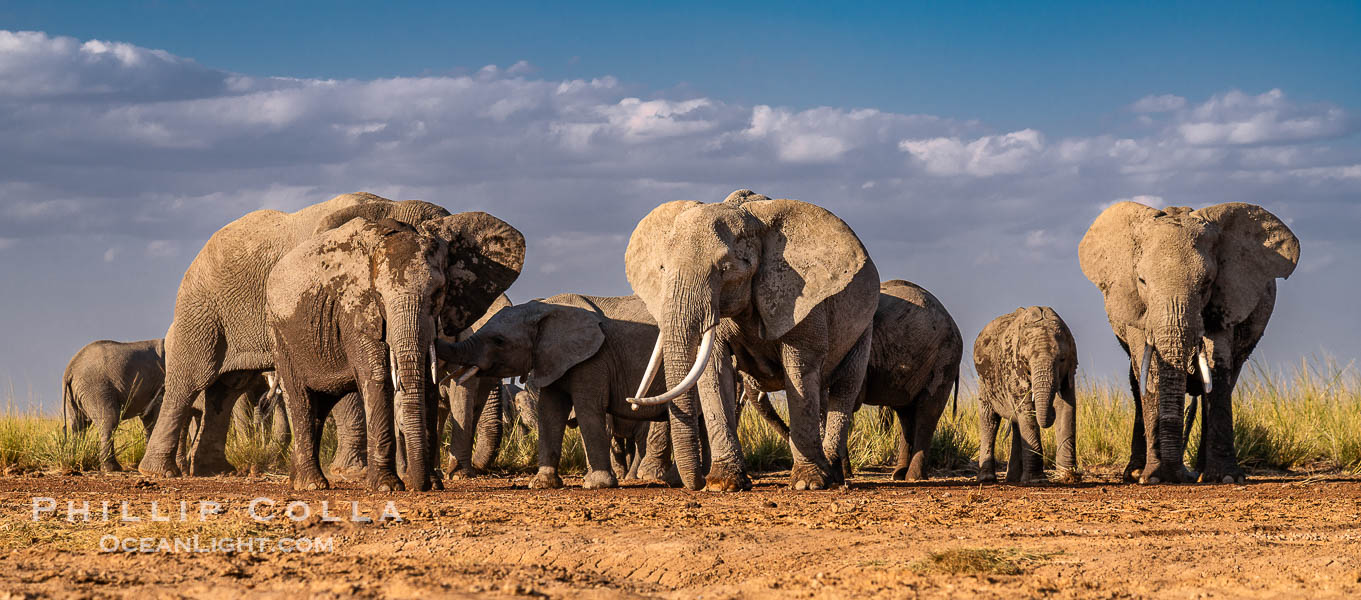 African Elephants, Large Herd Gathers at Sunset, Amboseli National Park. Kenya, Loxodonta africana, natural history stock photograph, photo id 39583