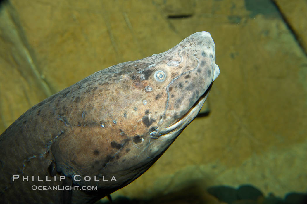 African lungfish., Protopterus annectens, natural history stock photograph, photo id 14683