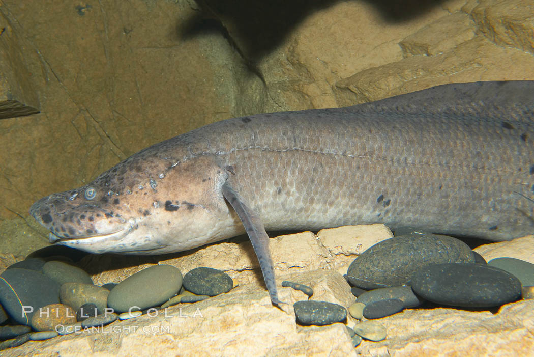 African lungfish., Protopterus annectens, natural history stock photograph, photo id 14684
