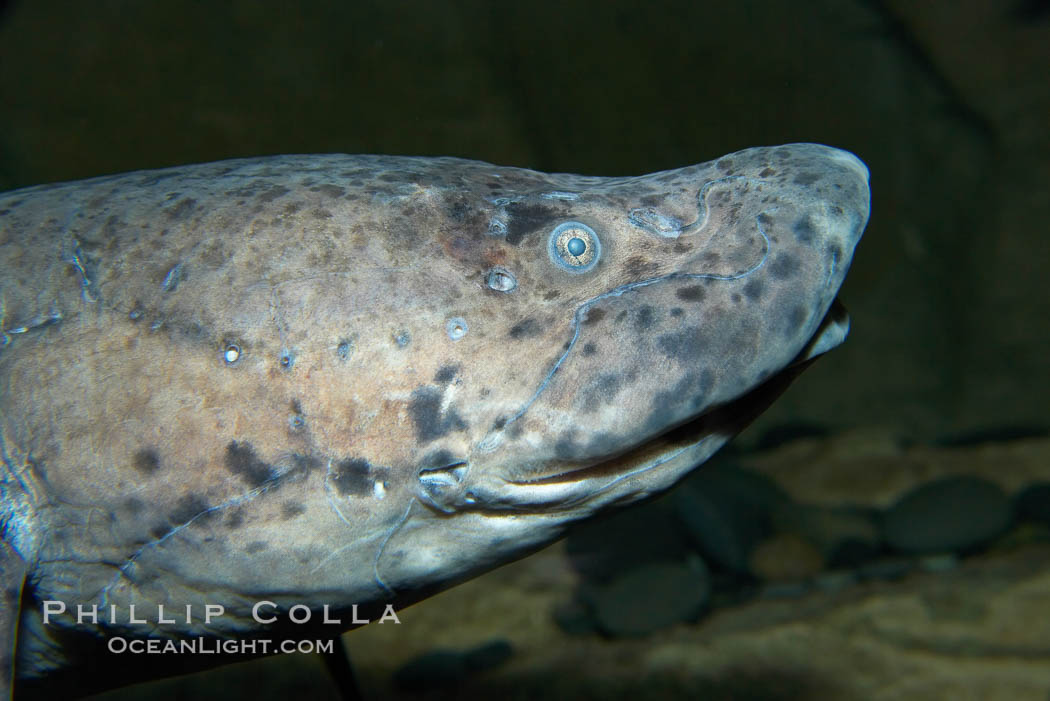 African lungfish., Protopterus annectens, natural history stock photograph, photo id 14681