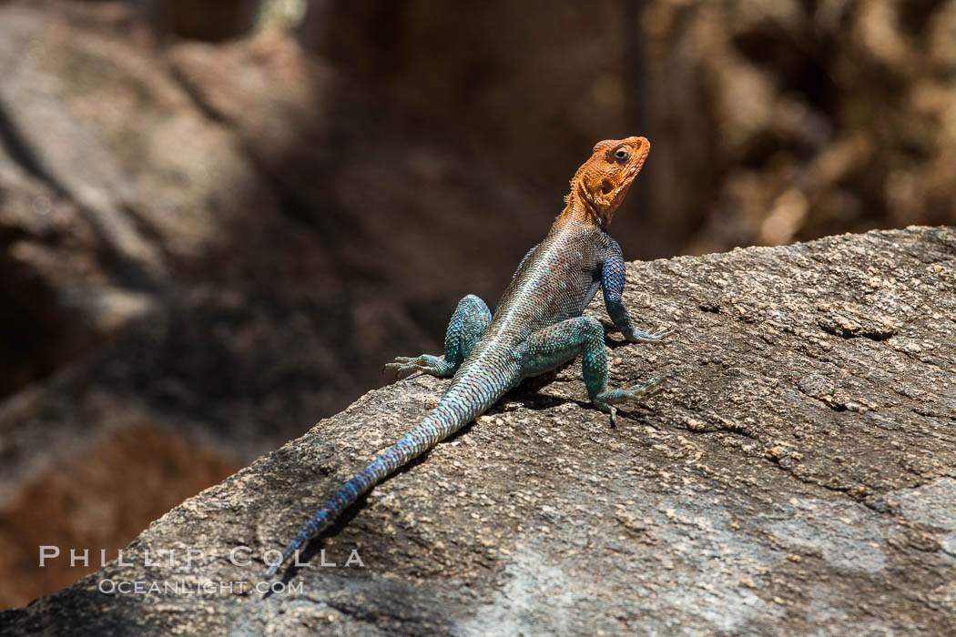Agama Lizard, Meru National Park, Kenya., Agama, natural history stock photograph, photo id 29730