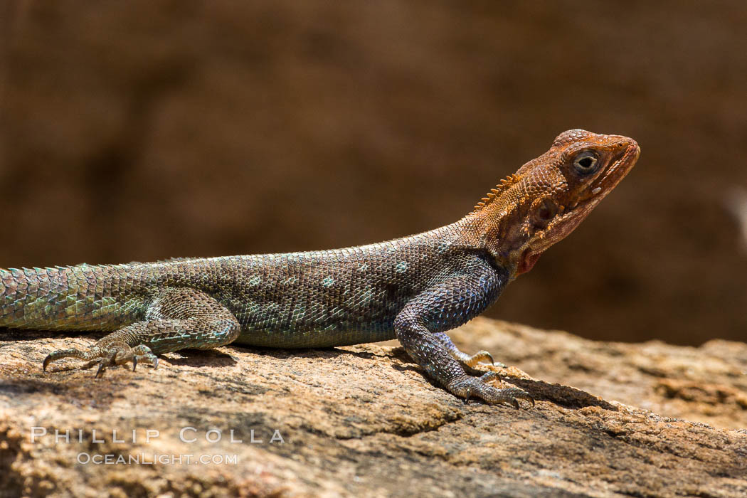 Agama Lizard, Meru National Park, Kenya., Agama, natural history stock photograph, photo id 29732