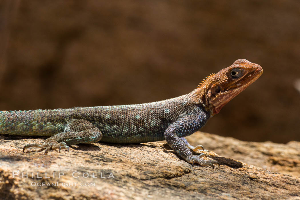 Agama Lizard, Meru National Park, Kenya., Agama, natural history stock photograph, photo id 29731